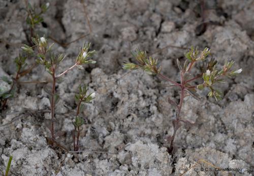 Campanula fastigiata