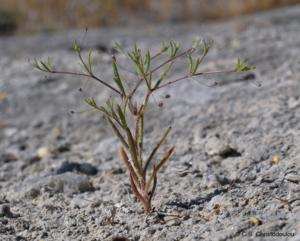 Gypsophila linearifolia