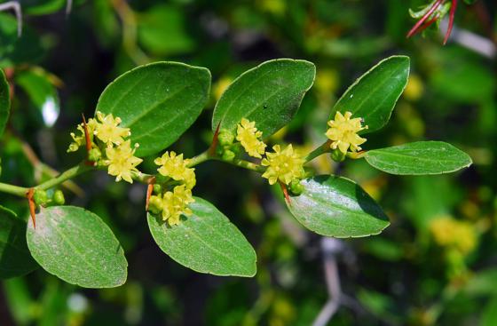 Ziziphus lotus